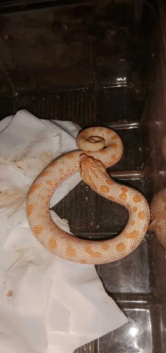 Heterodon nasicus