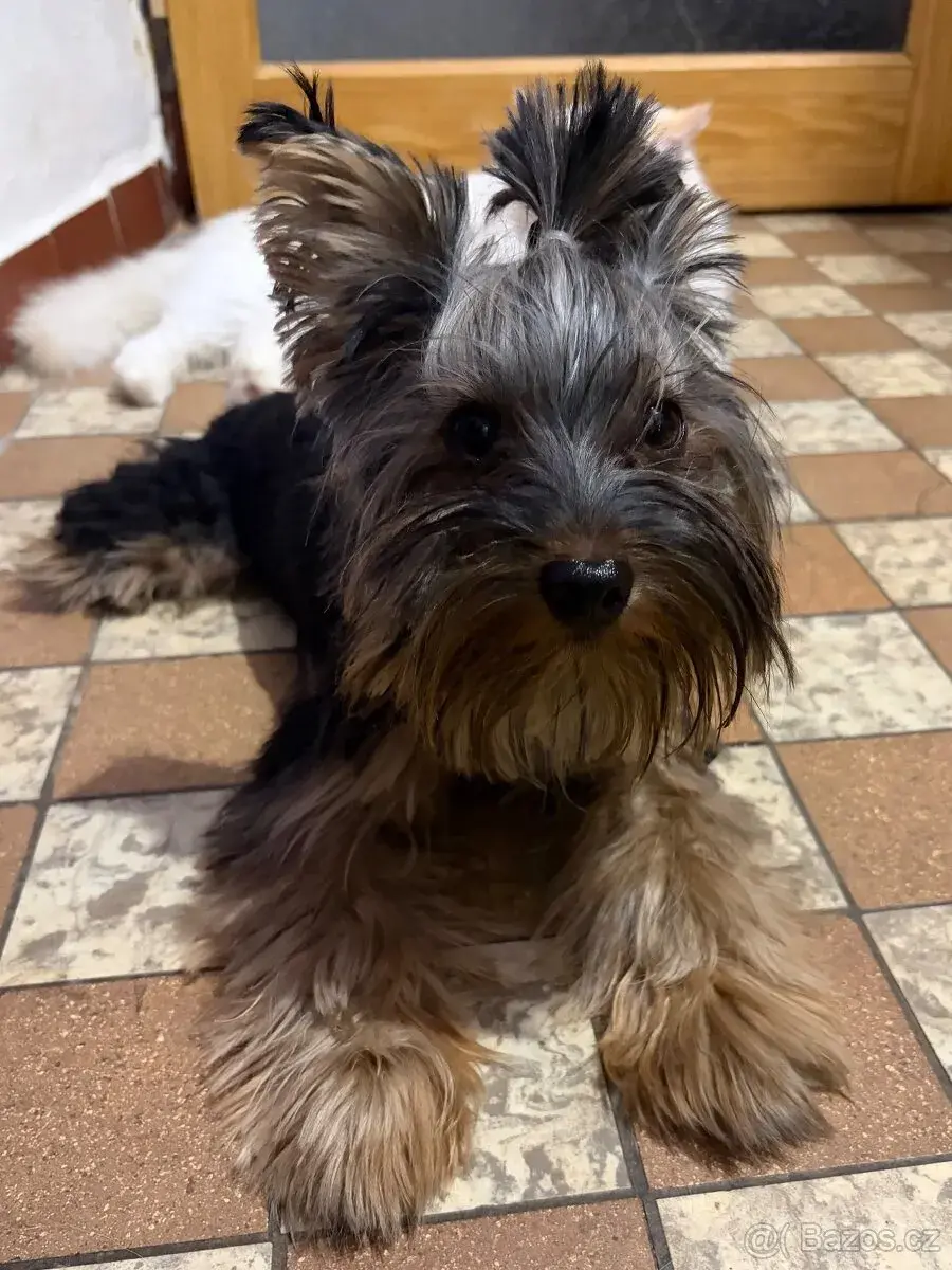 KRYTÍ JORKŠÍRSKÝ TERIÉR S PP PŘEDKY / Yorkshire Terrier