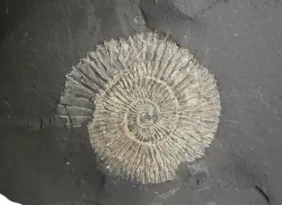Amonit Dactylioceras commune