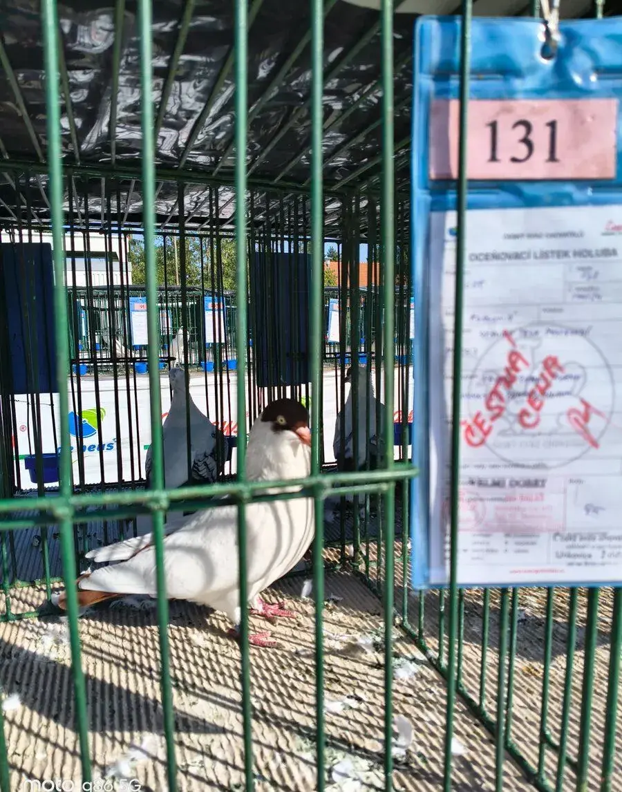 Kolínský Rejdic Kalot