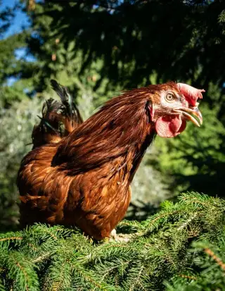 Slepičky od farmáře prodej Hodkovice n.Mohelkou a okolí