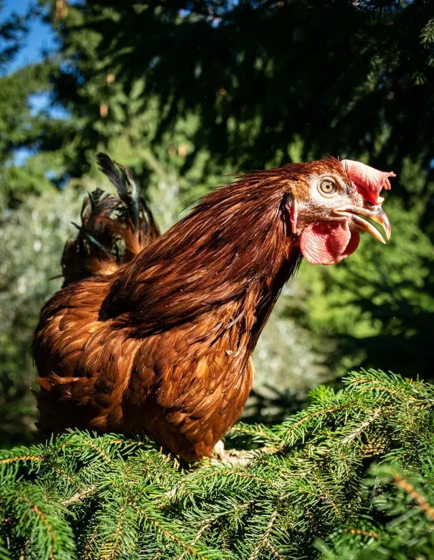 Slepičky od farmáře prodej Hodkovice n.Mohelkou a okolí