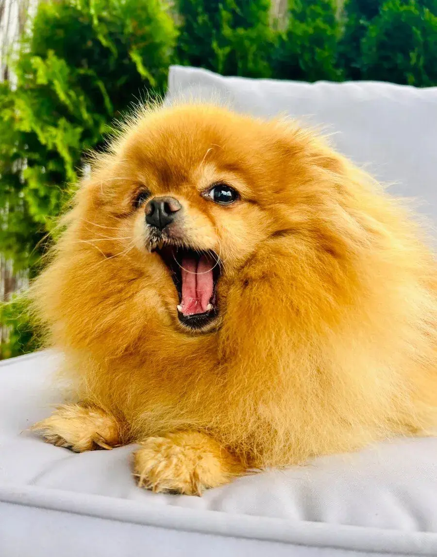 Fenku trpasličí špic Pomeranian