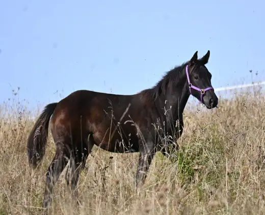 Quarter horse klisna