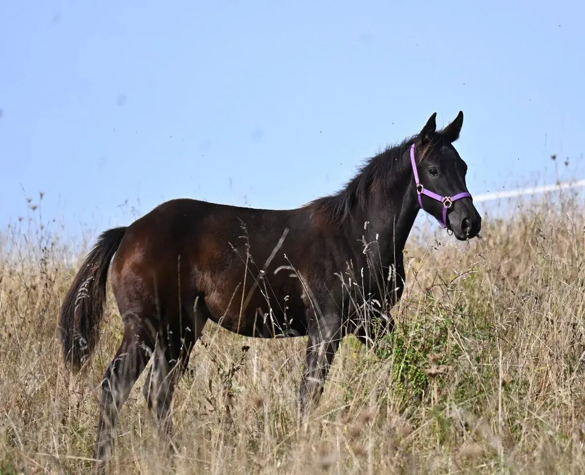 Quarter horse klisna
