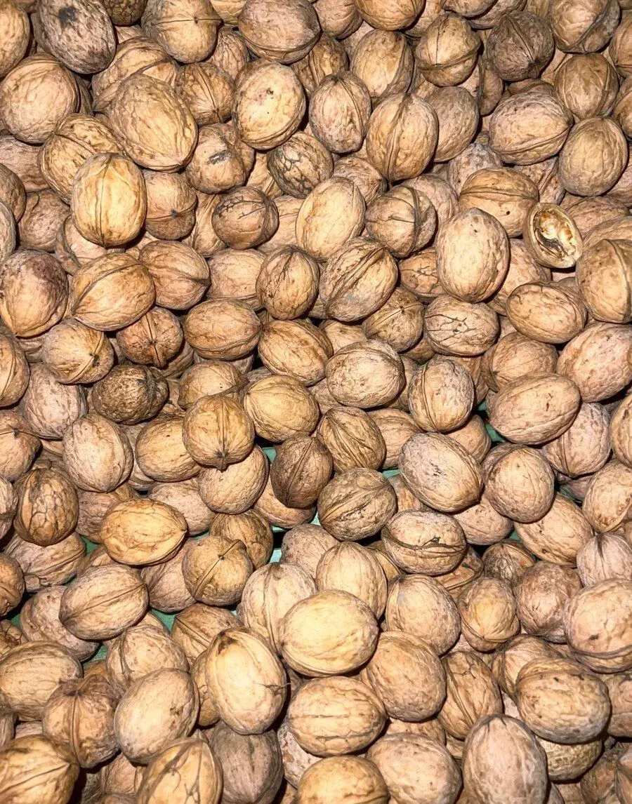 Neloupané vlašské ořechy