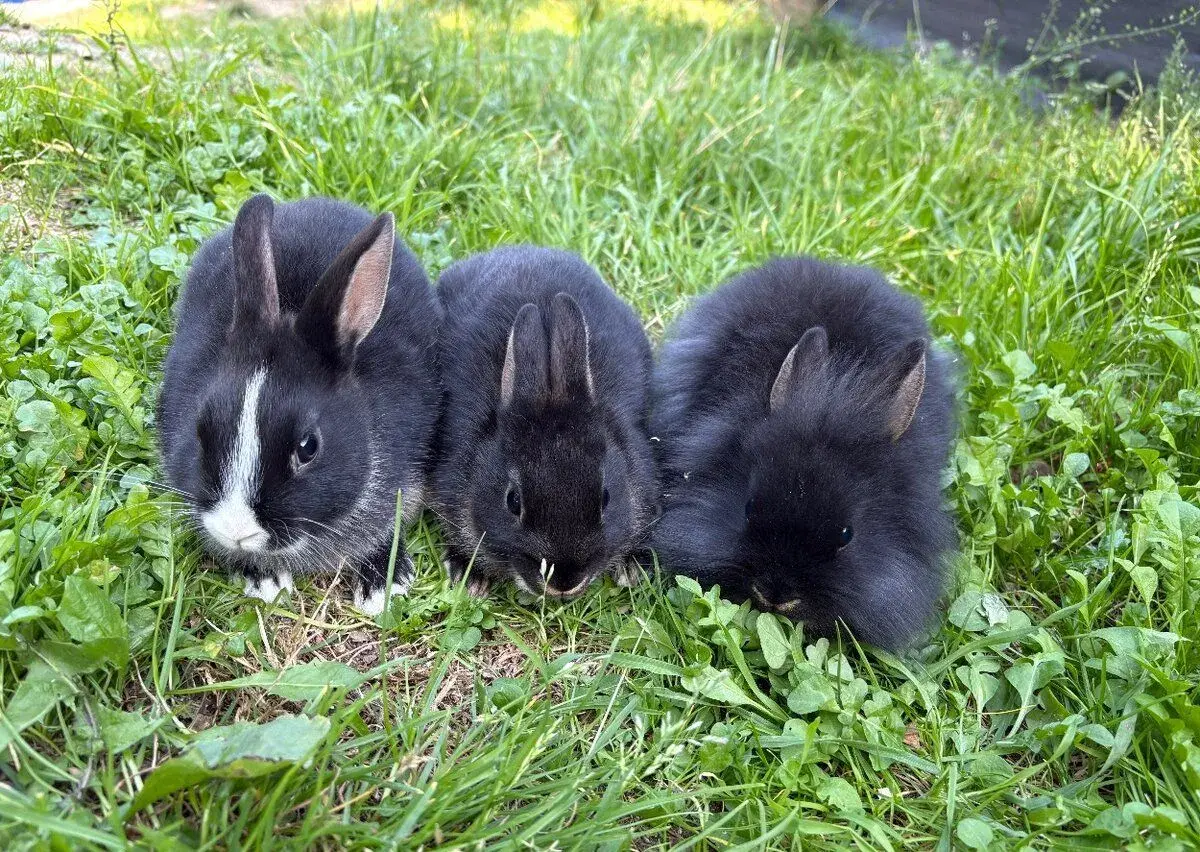 🐰🐰Zakrslý králíček- Ušáci k odběru🐰