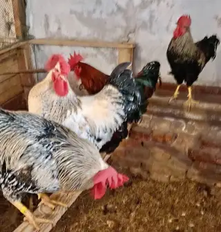 Kohouti