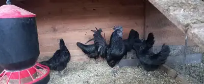 Ayam cemani - násadová vejce