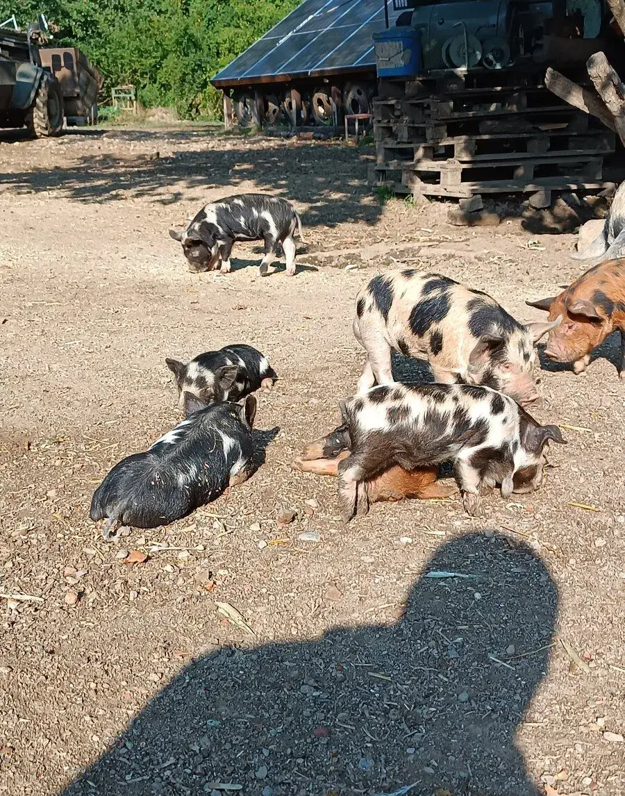 Selata kune kune
