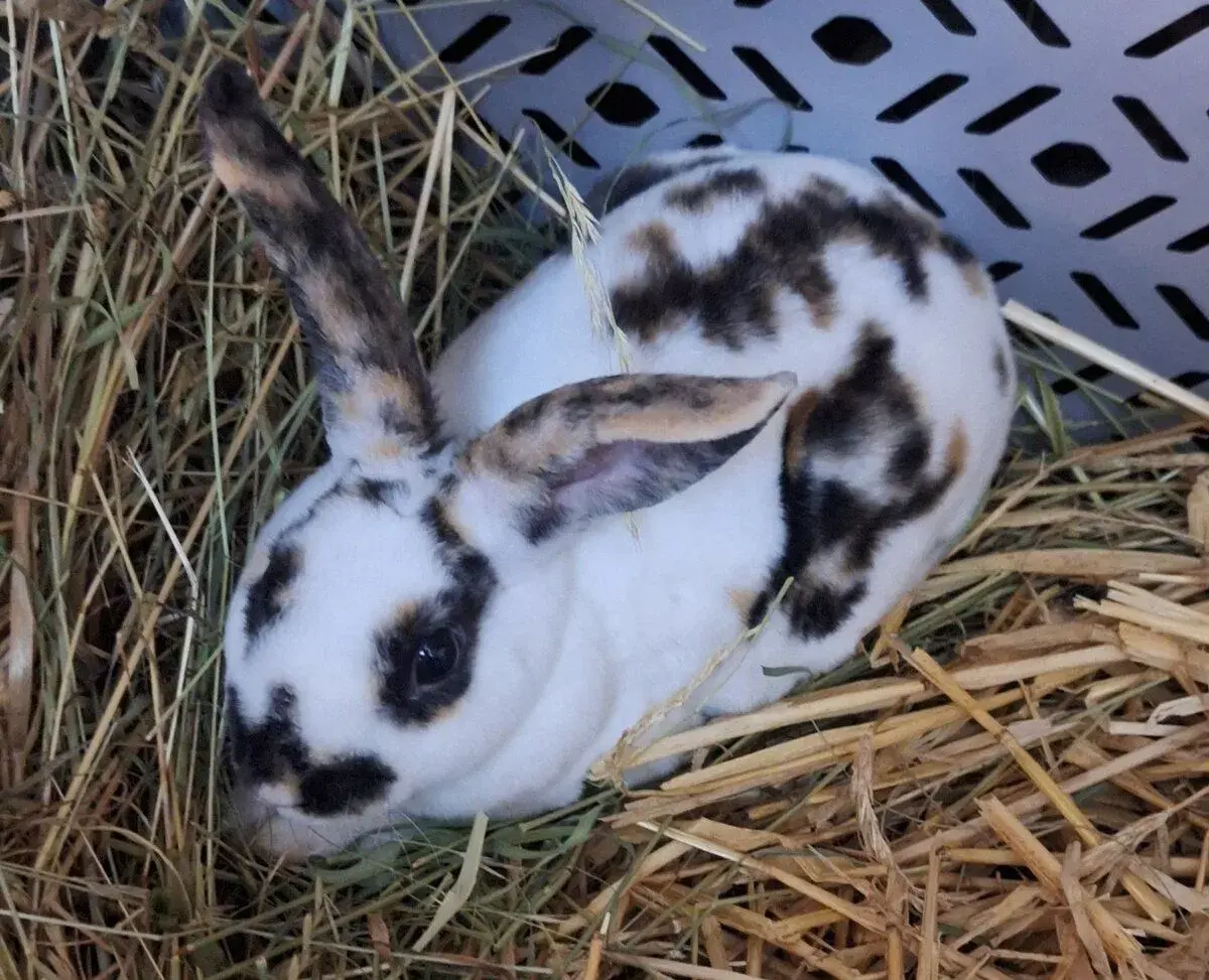 Cistokrevný zakrslý králík rex - samec