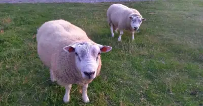Plemenný beran Texel - REZERVACE