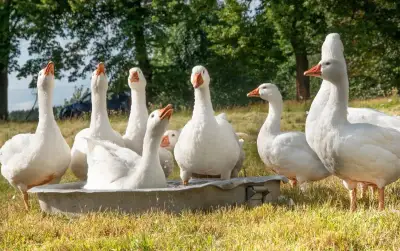 Husy české