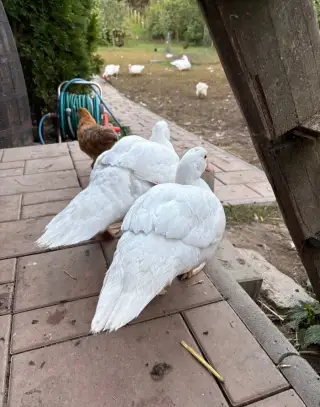 Kachny a kačeři