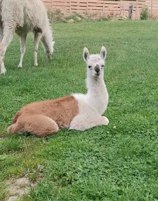 Lama krotká