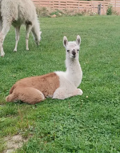 Lama krotká