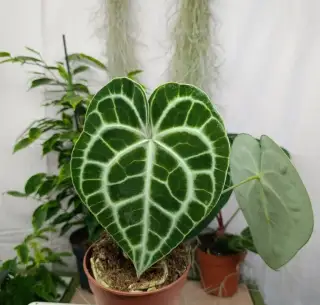 Anthurium