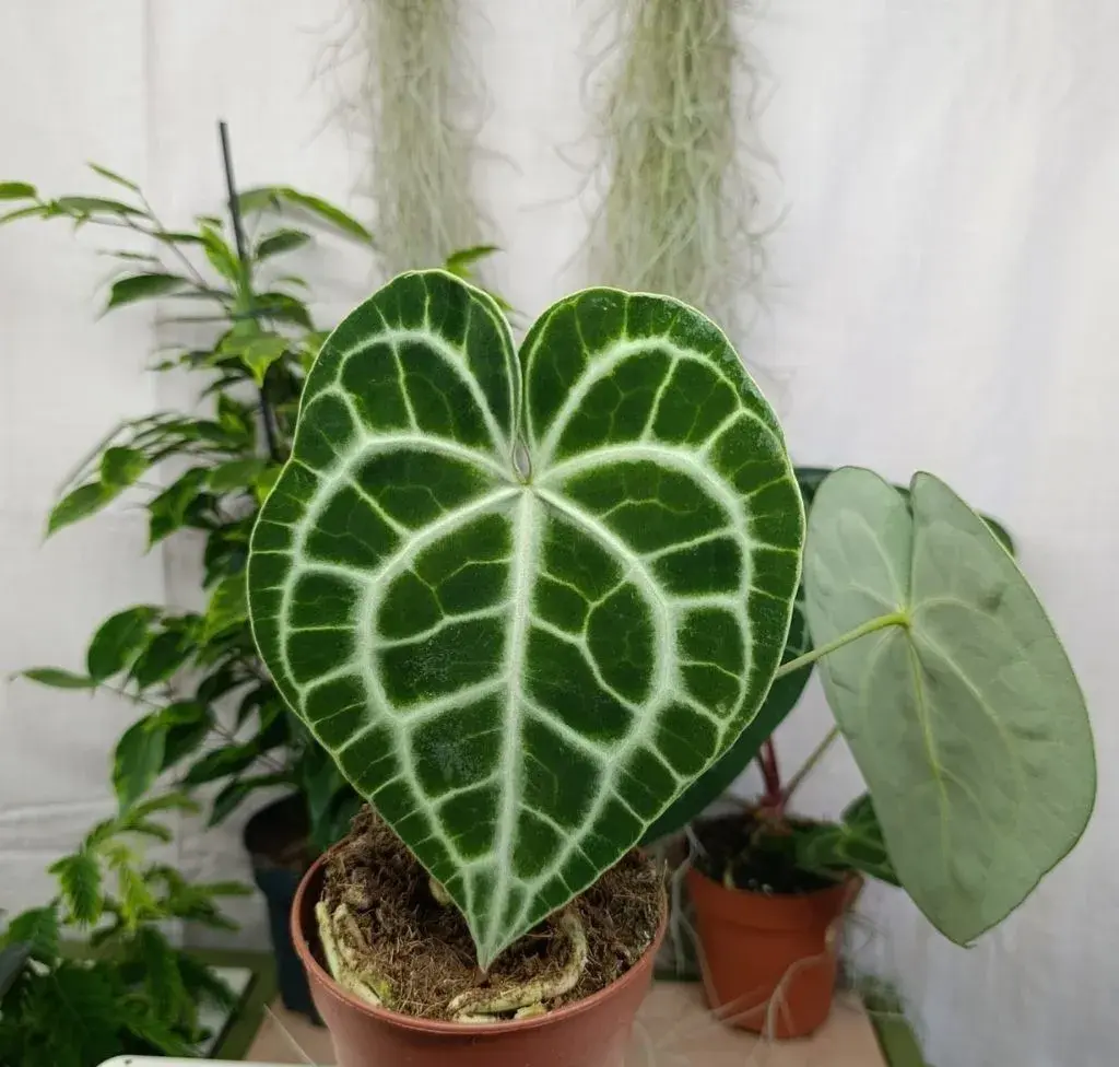 Anthurium