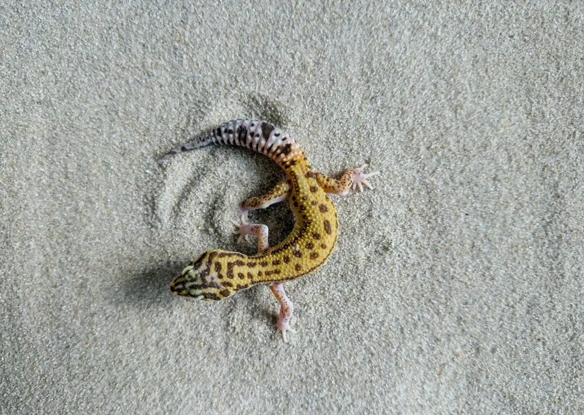 Gekončík noční ( Eublepharis macularius ) mláďata samci