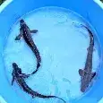 koi kapr, jeseter, karas, tamasaba