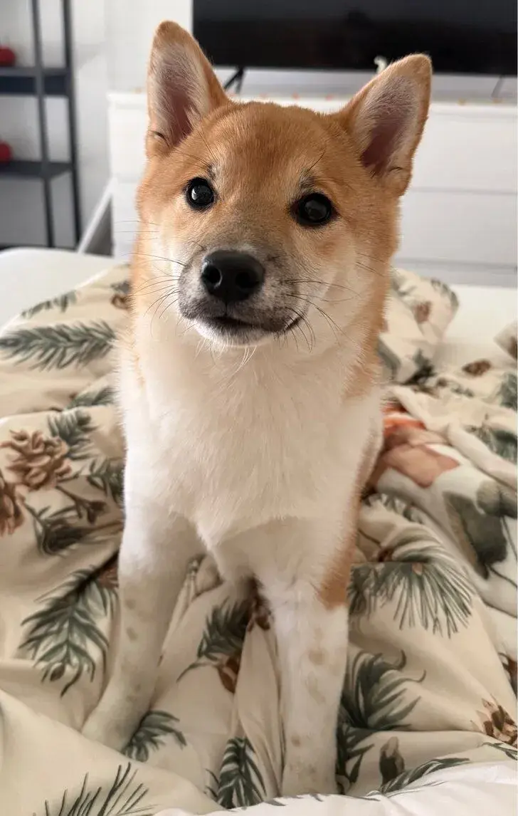 Shiba-Inu