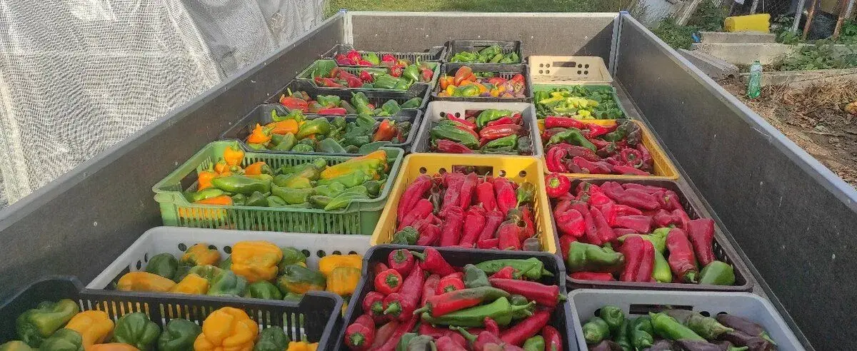 Paprika