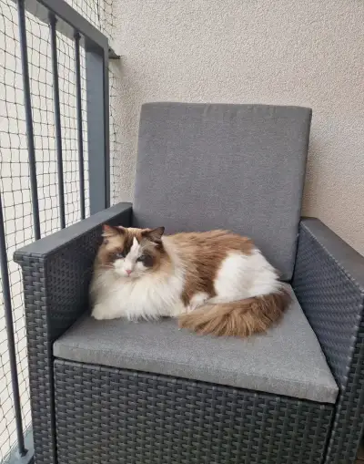 Ragdoll kocour s PP