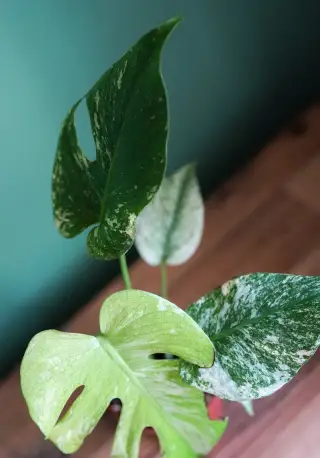 Monstera Deliciosa MINT