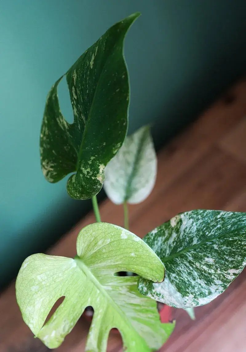 Monstera Deliciosa MINT