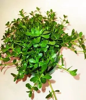Brahmi, Bacopa Monnieri (Léčivá rostlina)