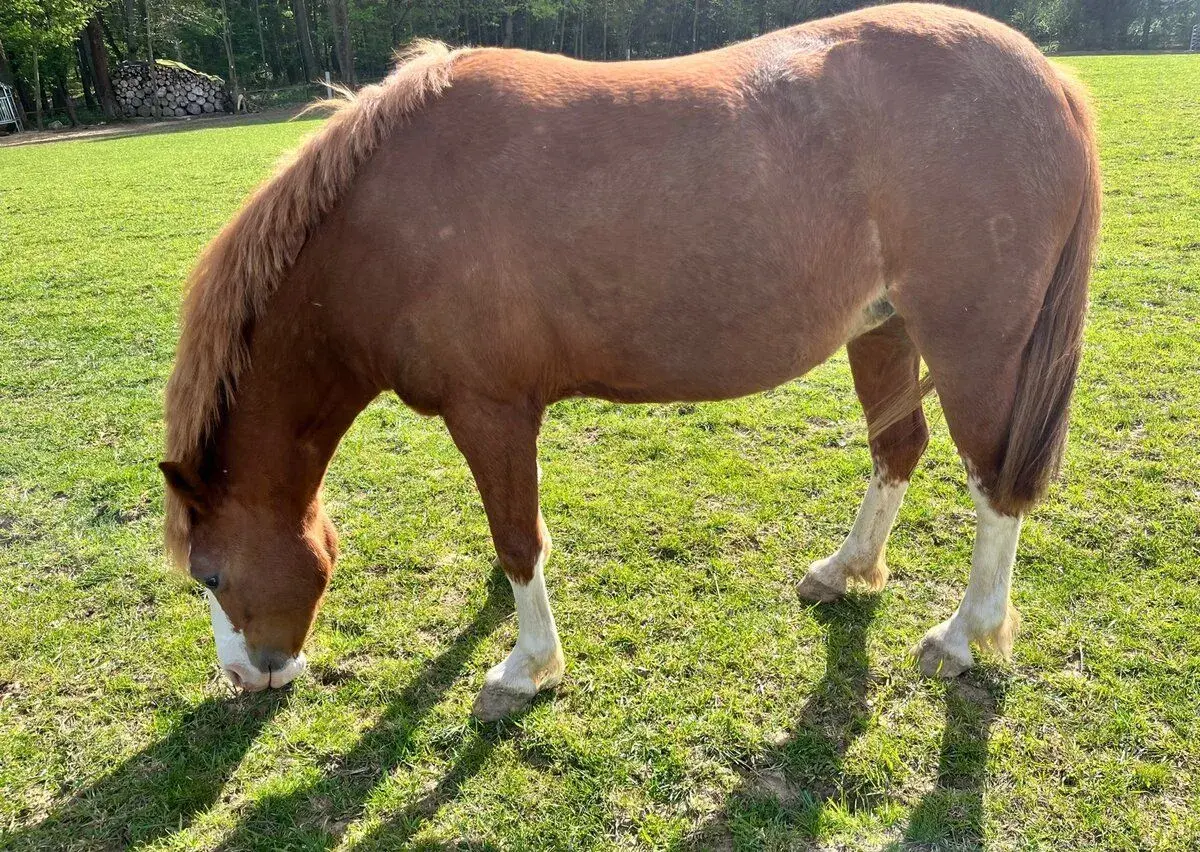 Pony klisnu