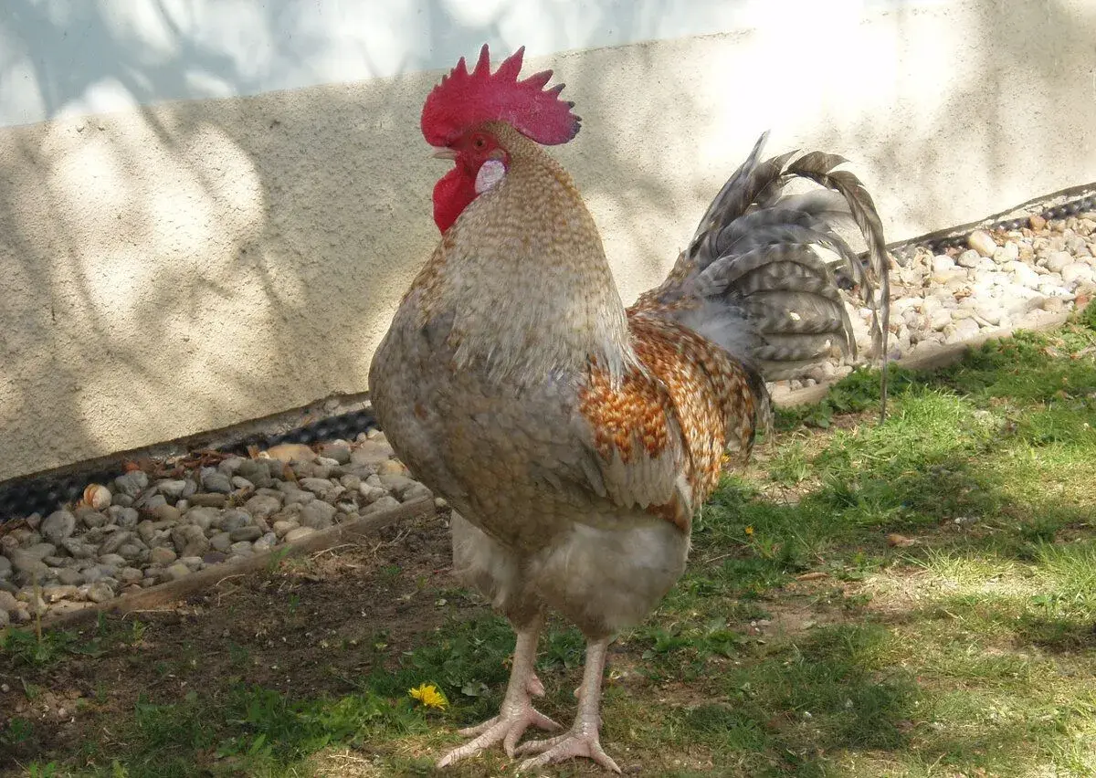 Nádherně zbarvený kohout do chovu