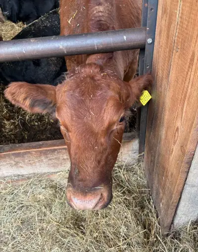 Jalovice angus