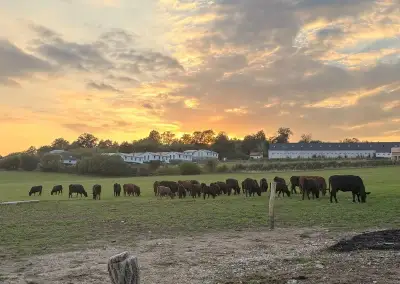 Březí krávy a jalovice Angus