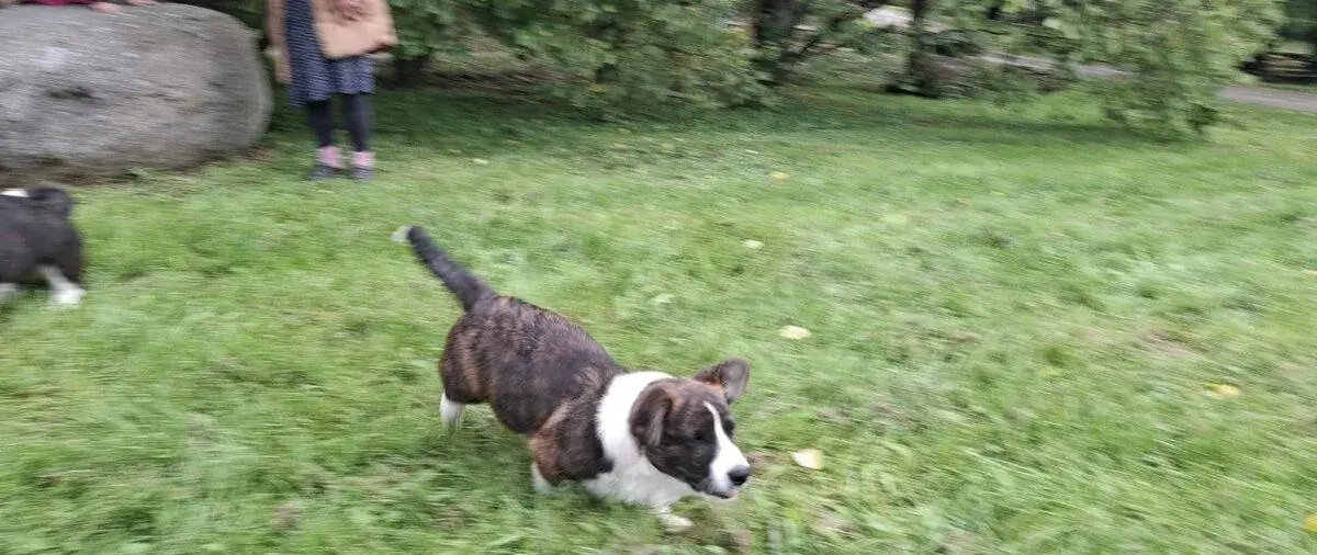 Welsh corgi cardigan