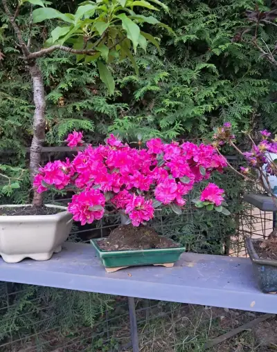 Bonsaj,bonsai