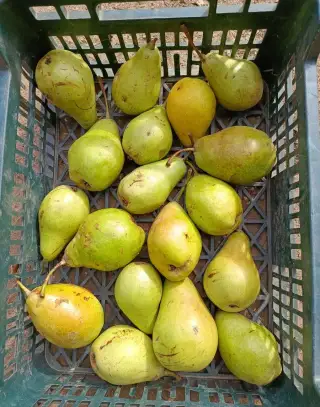 HRUŠKY