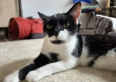 Bibi a Bobi