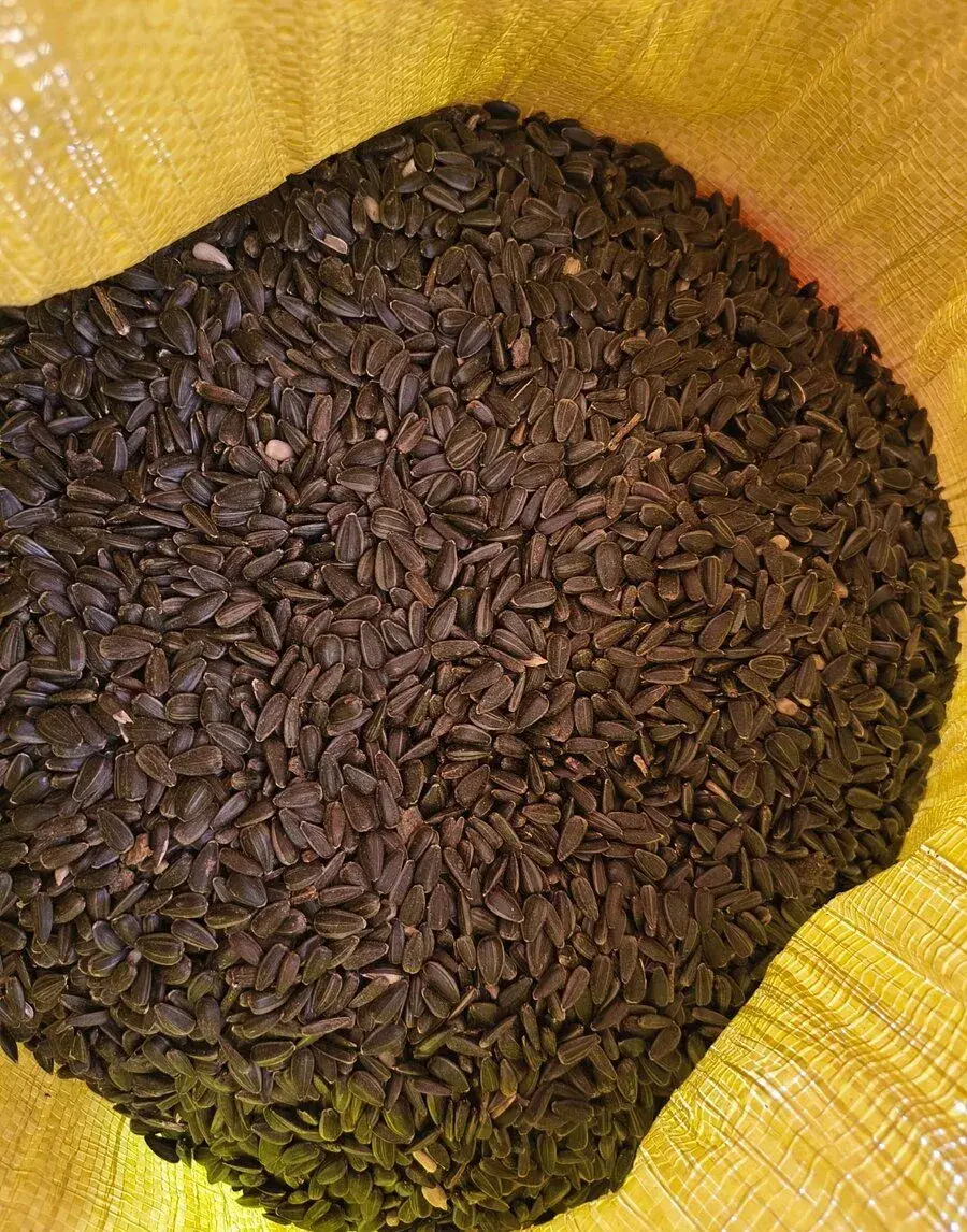 Slunečnice 🌻