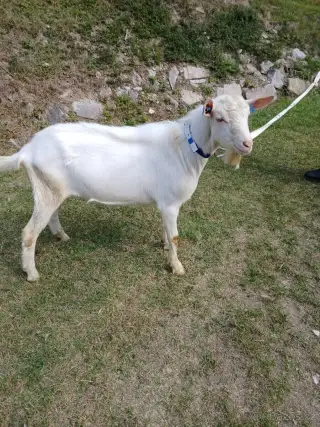 Kozlici s PP
