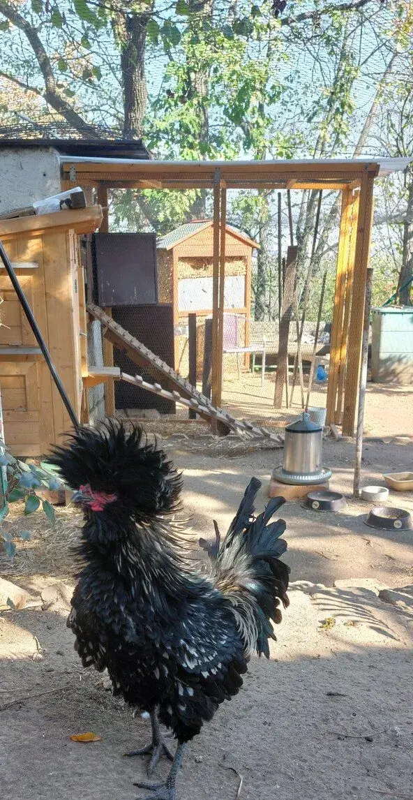 Kohout paduánky zdrobnělé