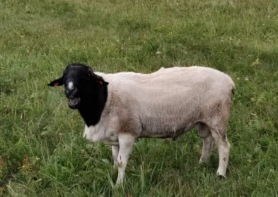 Plemenný beran