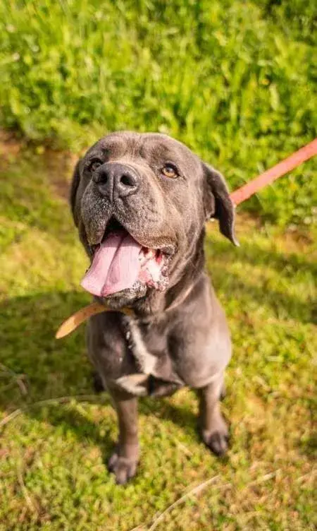 Kein - X Cane Corso, cca 2 roky