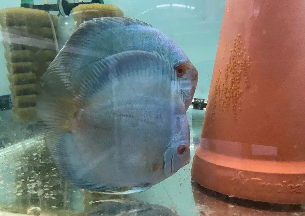Terčovci - discus CHOVNÝ PÁR BLUE DIAMOND