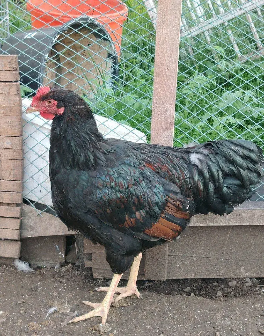 Kohouti