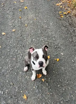Americký stafordširský teriér 🐶