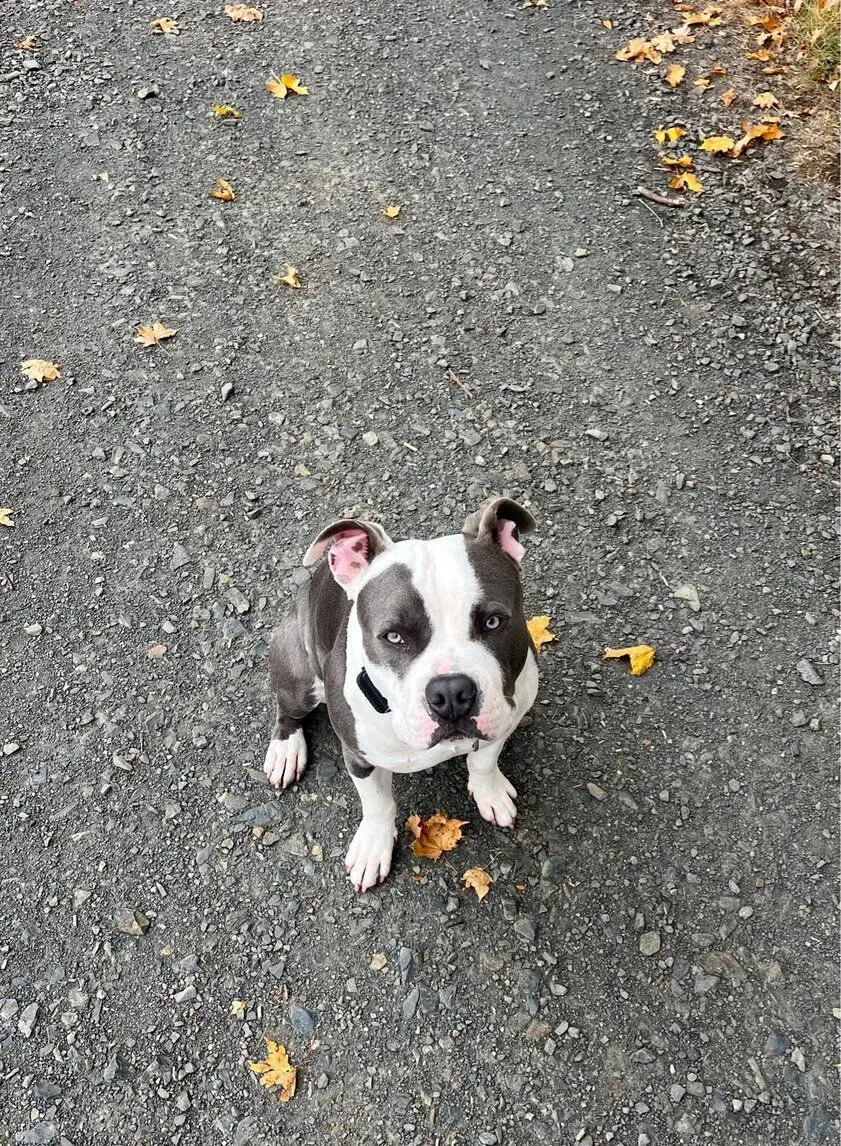 Americký stafordširský teriér 🐶