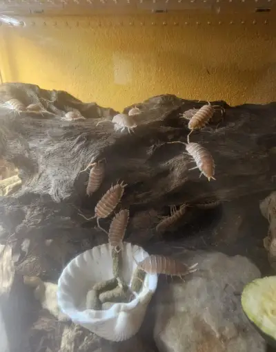 Porcellio hoffmanseggi Orange