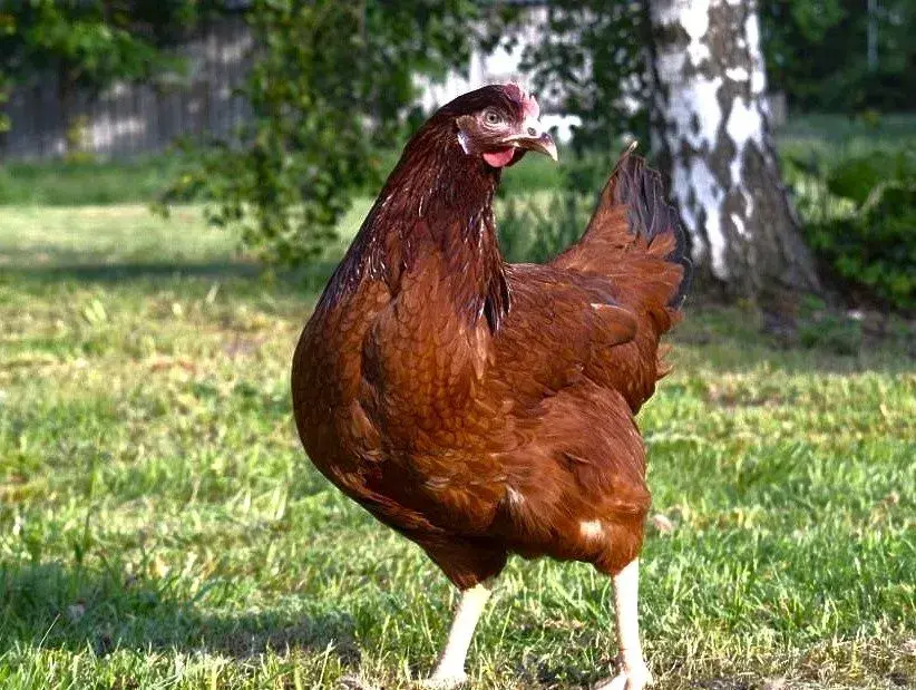 Zbiroh a okolí podzimní rozvoz slepiček