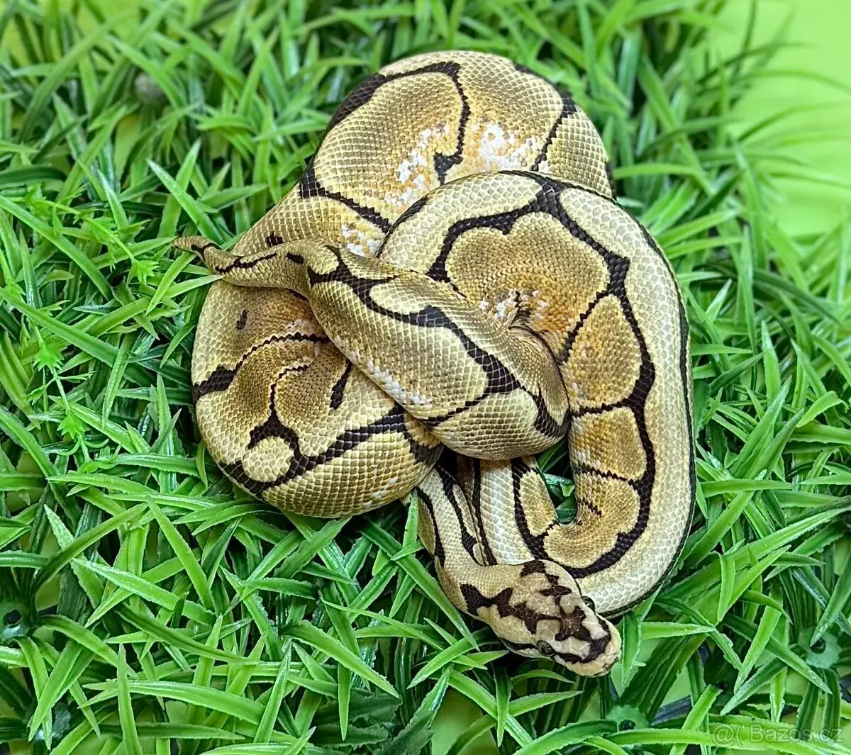 Python regius spider